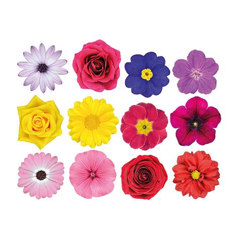 'photo realistic flowers' wall sticker set by oakdene designs ...