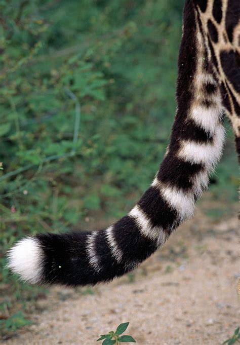 King Cheetah Tail Photograph by Tony Camacho/science Photo Library - Fine Art America