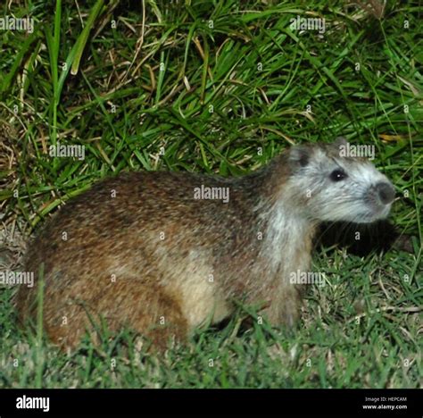 GUANTANAMO BAY, Cuba – A Hutia, commonly referred to as a ‘banana rat’ by Joint Task Force ...