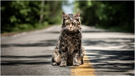 New Adaptation of Stephen King's 'Pet Sematary' has High Expectations | The Vintage News