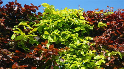 Copper Beech (Fagus sylvatica f. purpurea) - Woodland Trust