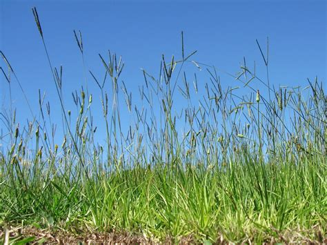 #Bahia grass is a coarse-textured, tough turf with good tolerance to drought and wear. It ...