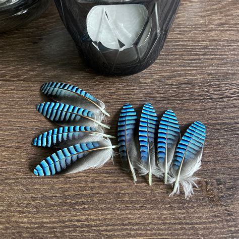 Double Blue Jay Feathers ethically Sourced CHECK MY SIZE - Etsy