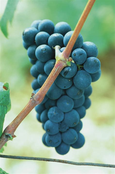 pinot noir grapes image – GARGANTUAN WINE.