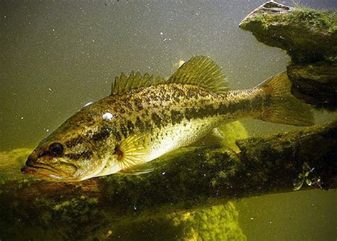 Minnows Tell the Story - Elachee Nature Science Center