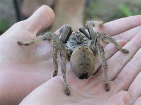 Baboon Spider | Senalala Safari Lodge | Kruger National Park | South Africa