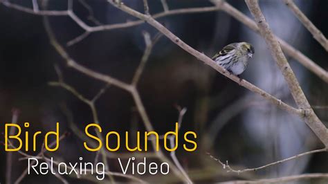 5 MINUTES OF RELAXING BIRDS CHIRPING - YouTube