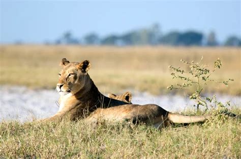 Lion in African savanna — Stock Photo © 2630ben #98065824