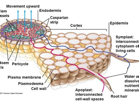 Symplast and Apoplast Pathways in Plants | Teaching Resources