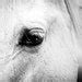 horse photography canvas black white photography 12x18 20x30