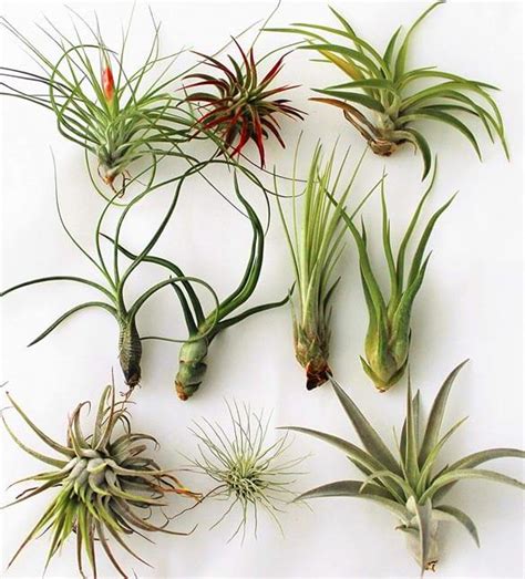 Air Plants (Tillandsia) Guide | Our House Plants