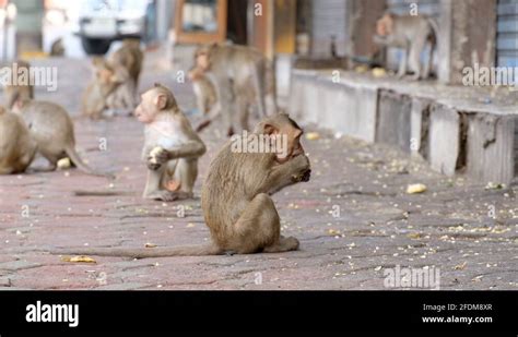 Bangkok crab eating macaque Stock Videos & Footage - HD and 4K Video ...