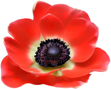 Free clipart poppy, Free poppy Transparent FREE for download on WebStockReview 2022