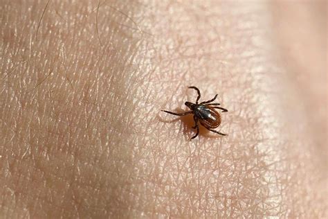 Tick Identification - Blacklegged (Deer) Tick