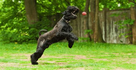 Giant Schnauzer Guide (Lifespan, Size & Characteristics)