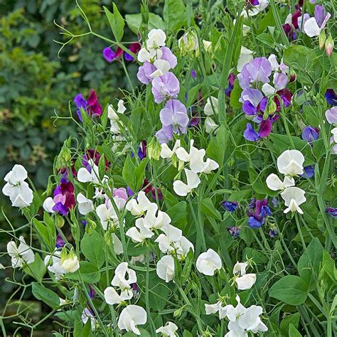 Sweet Pea Jewels of Albion Mix (Lathyrus odoratus) | White Flower Farm