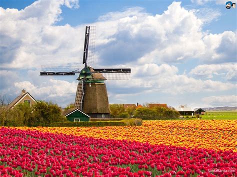 Tulip farming! | Amsterdam attractions, Holland windmills, Amsterdam travel