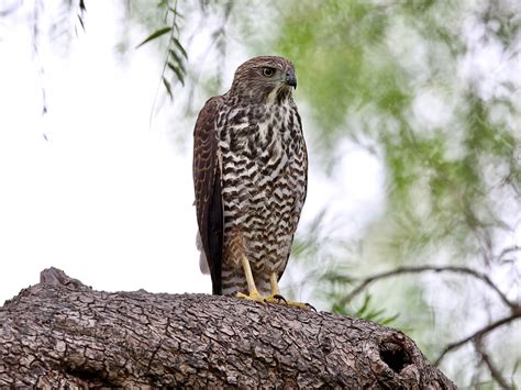 Avithera: Brown Goshawk juveniles