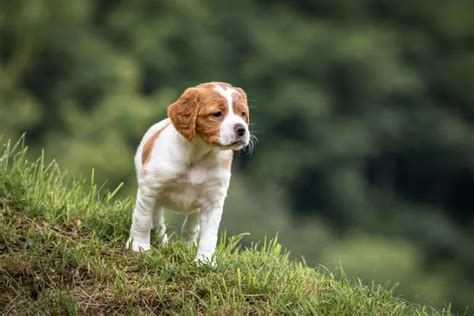 11 Brittany Spaniel Breeders In U.S.: Quality Comes First