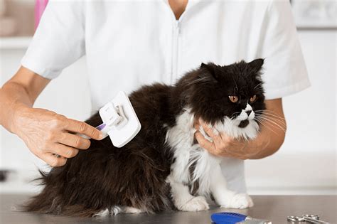 Home Grooming Tips for Long-Haired Cats - Pawversity