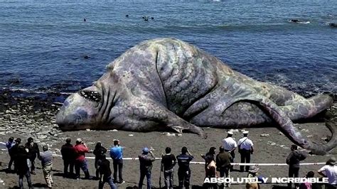 Real SEA MONSTER! 70 foot long hybrid GIANT SQUID SHARK found near ...