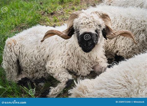 Valais Blacknose sheep 2 stock photo. Image of sunbathing - 258972340