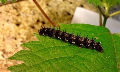 Red Admiral caterpillar | Plant leaves, Plants, Grapes