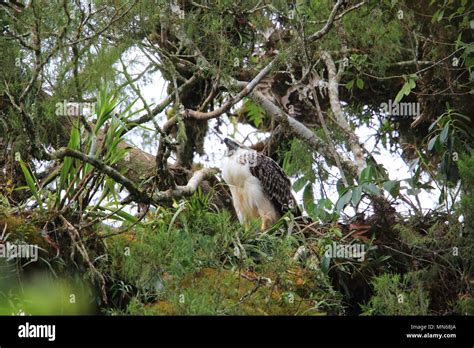 Great Philippine eagle (Pithecophaga jefferyi) nesting in Mindanao, Philippines Stock Photo - Alamy