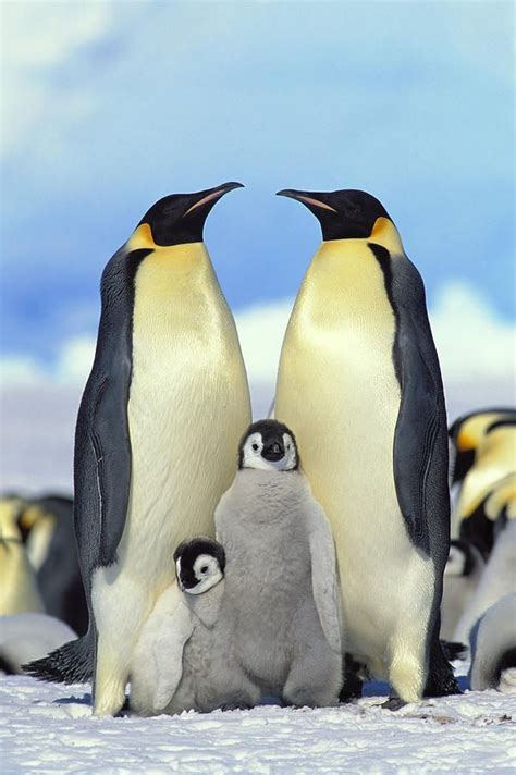 Pin on Birds: Penguins