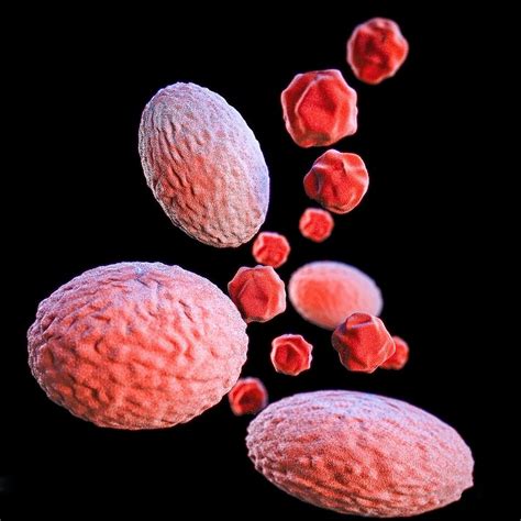 A 3D image of a group of Gram–negative, Chlamydia psittaci bacteria. Original image … | Health ...