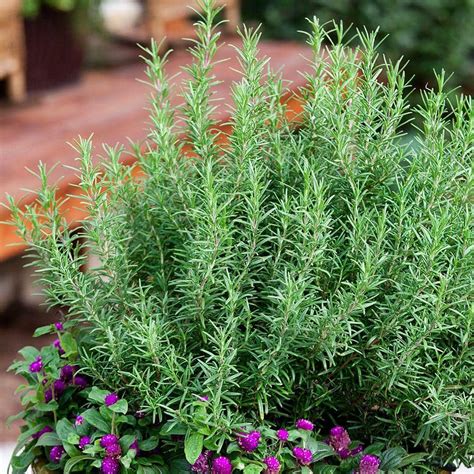 Rosemary - Herb Plants - Garden Plants & Flowers - Garden Center - The Home Depot