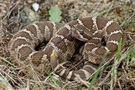 Bay Nature Magazine: Baby Rattlesnakes More Dangerous than Adults? Bay Nature