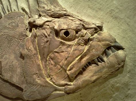 Sunday Snapshot: Fossils at the KU Natural History Museum