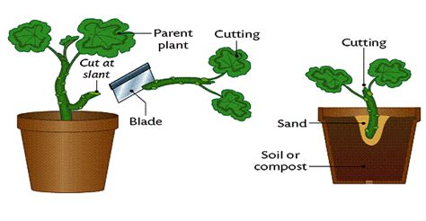 VEGETATIVE PROPAGATION | Asexual reproduction in plants, Vegetation, Plant breeding