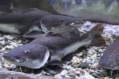 Wels catfish stock image. Image of fishes, diverse, exotic - 59188255