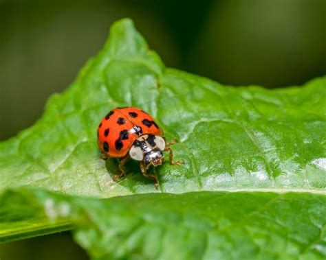 Premium Photo | Ladybug on green leaf