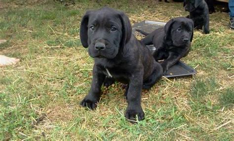 AKC English Mastiff BLACK brindled puppies (Lionhearted) for Sale in ...