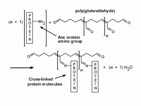 pathology - How does glutaraldehyde kill bacteria? - Biology Stack Exchange