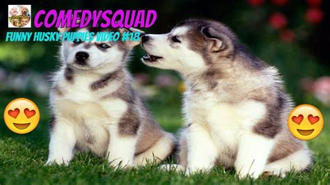 Funny Husky Puppies Video #18-Funniest & Cutest Puppies Compilation - YouTube