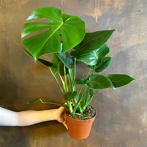 Monstera deliciosa - grow urban.