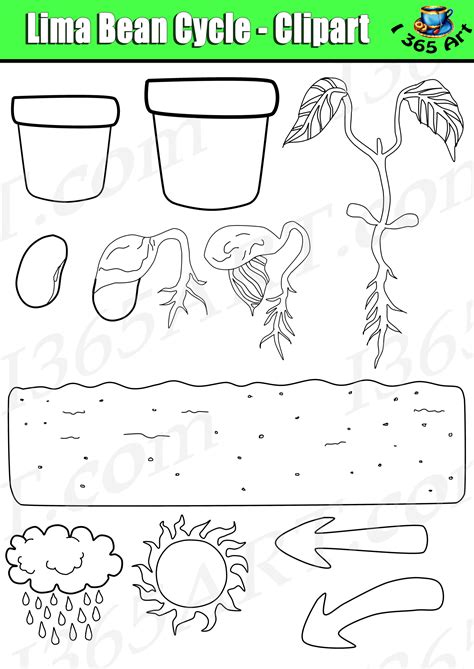 Plant Life Cycle Clipart - Lima Bean Set Bundle Graphics Commercial-Use