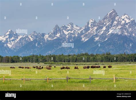 A bison herd grazing below the Teton Mountains. Grand Teton National ...