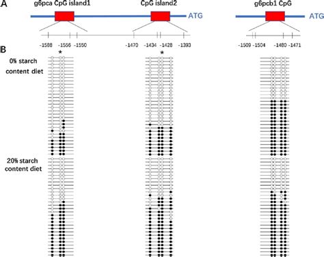 Differentially expressed CpG islands and DNA methylation patterns of ...