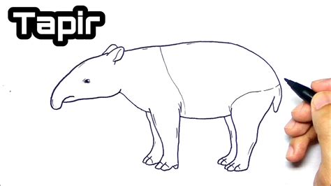 Tapir Drawing