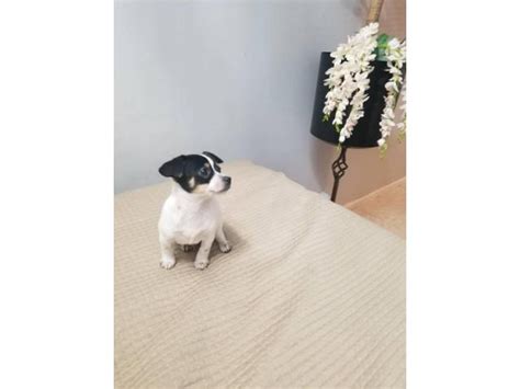 Jack Chi New York - Puppies for Sale Near Me