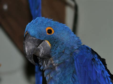 The Online Zoo - Hyacinth Macaw