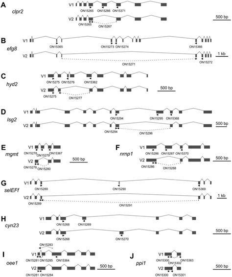 Gene structures and alternative splicing of ten sample genes. Two ...