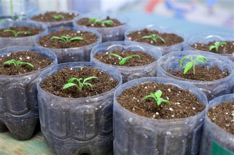 Eggplant Seed Planting - How To Grow Eggplant From Seeds | Gardening Know How