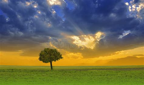 Beautiful Green Nature Background.Summer Sunset Landscape.Blue Sky ...