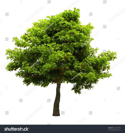 Tree Green Leaves Isolated On White Stock Illustration 124552705 | Shutterstock